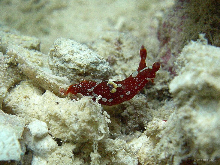 68- Un Nembrotha limaciformis decouvert par Romain - Ilot Mato.JPG